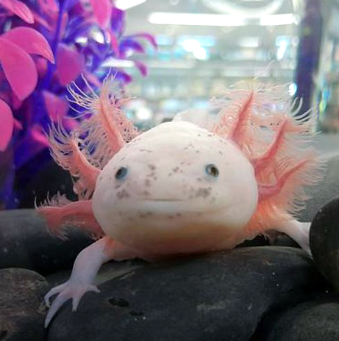 We love to read a Lotl says the Axolotl at VPS! • Vasse Primary School